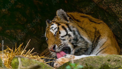 Obraz na płótnie Tiger - Sumatratiger w salonie