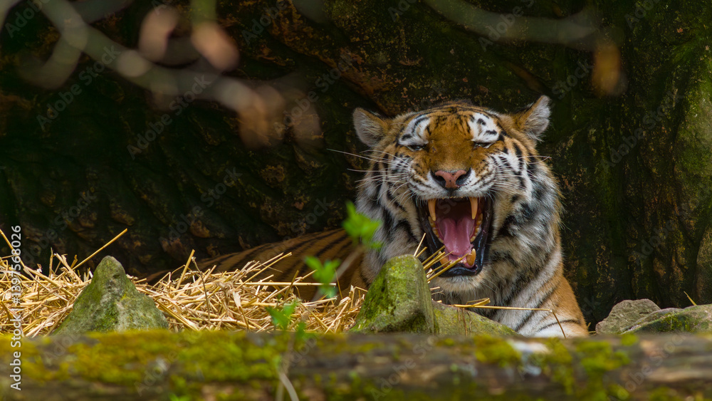 Tiger - Sumatratiger