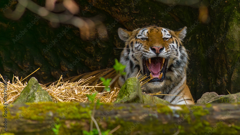 Tiger - Sumatratiger