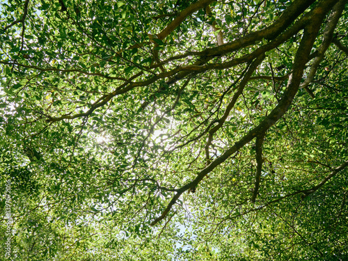 Sunlight Filtering Through Tree Canopy from Below