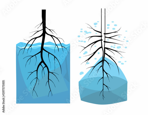 Root System Water Absorption Comparison Diagram. Vector Image