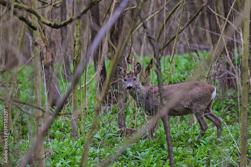 Quiet roe deer,, Capreolus capreolus,, on Danubian wetland forest, Slovakia