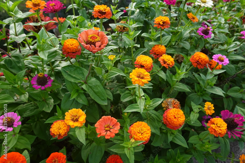 Colorful zinnia flowers blooming in garden during summertime