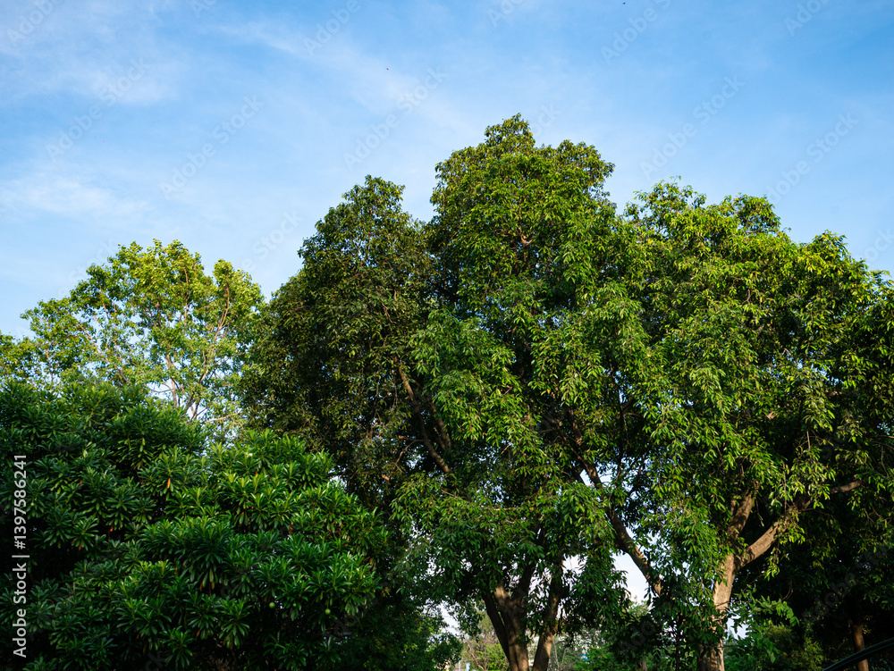 Obraz premium Green tree bush leaf for background and texture design.