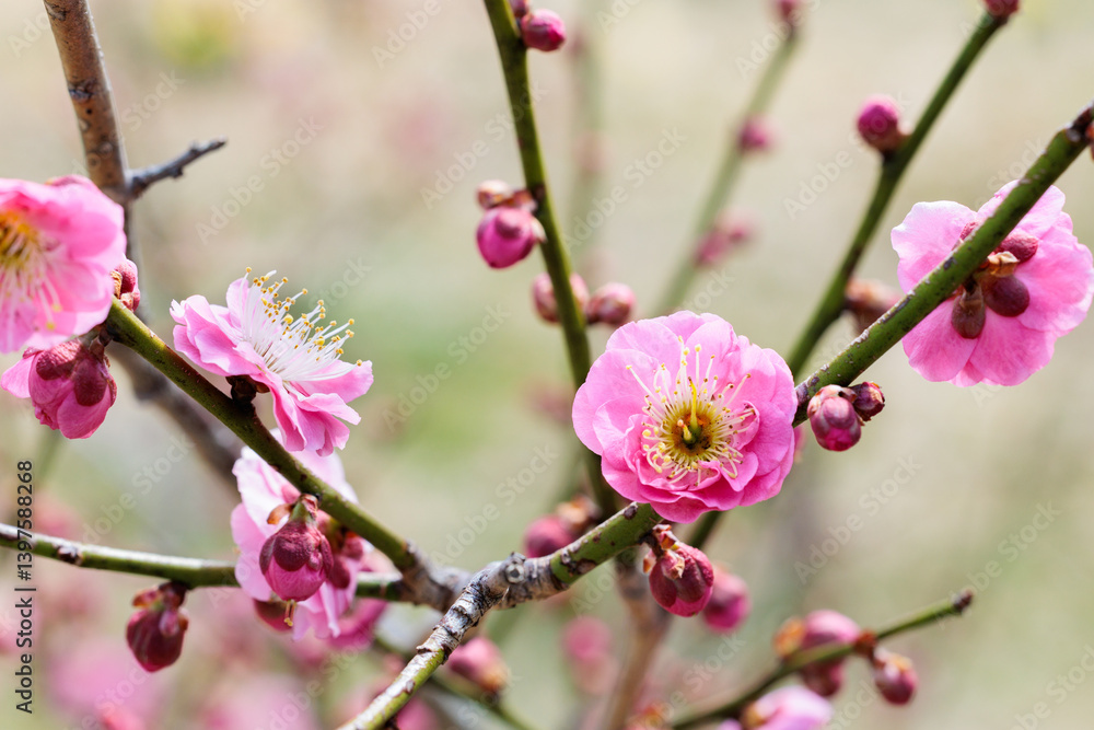 Beautiful Japanese apricot blossoms that bloom in early spring ‘Asahibotan’. Beautiful Japanese apricot blossoms that bloom in early spring ‘Asahibotan’.
