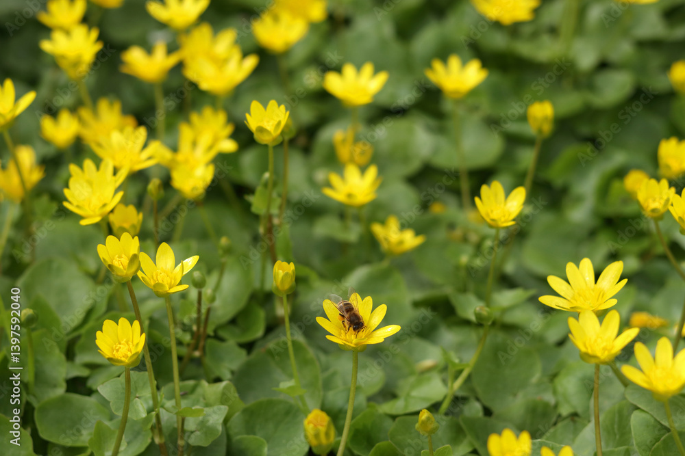 Blooming field of Lesser Celandine (Ficaria verna) with soft sunlight. Early spring flower native to Europe, known for vibrant yellow petals. bee on a flower Blooming field of Lesser Celandine (Ficaria verna) with soft sunlight. Early spring flower native to Europe, known for vibrant yellow petals. bee on a flower
