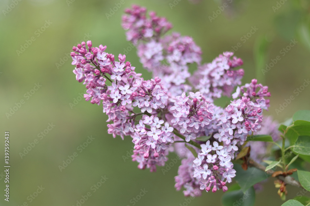 Common lilac flowers in bloom on a blurred green background, soft natural light enhancing their delicate purple petals Common lilac flowers in bloom on a blurred green background, soft natural light enhancing their delicate purple petals