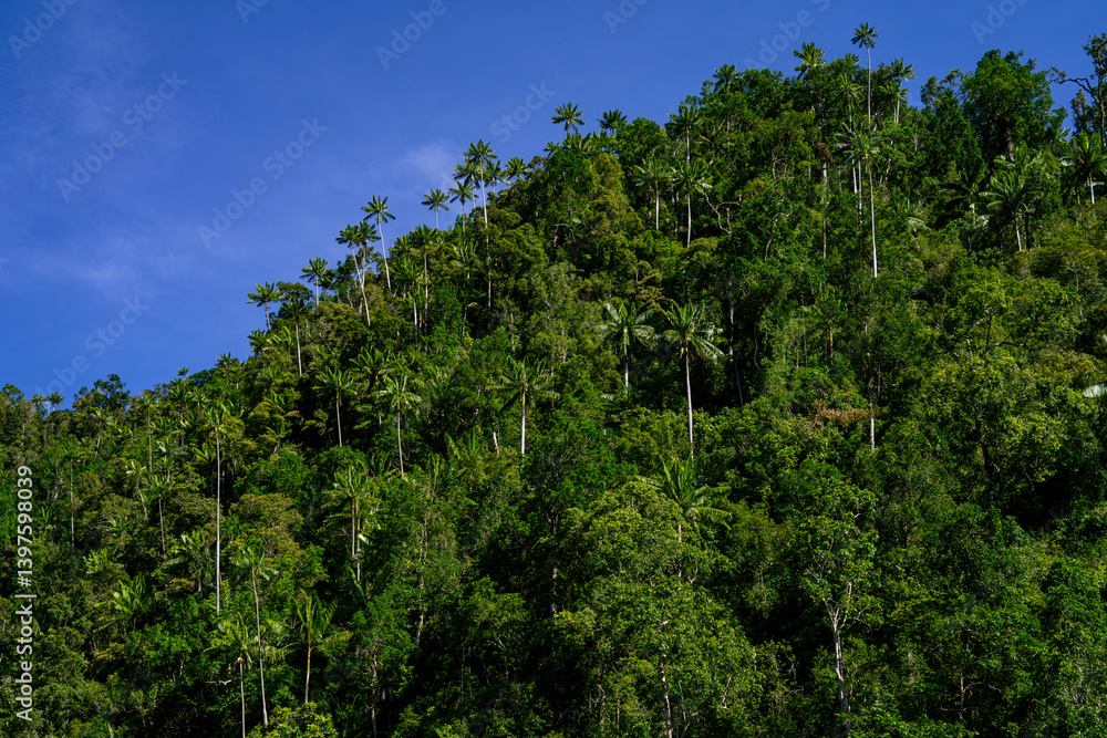 Tall palm trees grow in a dense green forest on a sunlit hillside under clear blue sky Tall palm trees grow in a dense green forest on a sunlit hillside under clear blue sky
