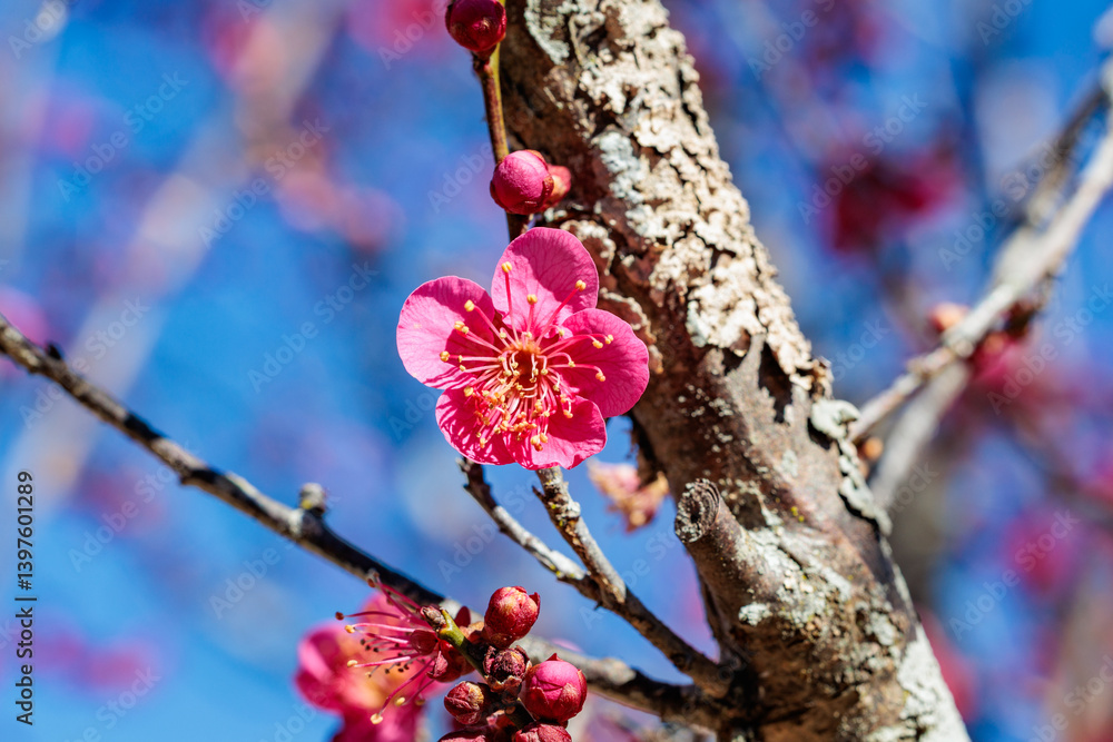 Naklejka premium Beautiful Japanese apricot blossoms that bloom in early spring ‘Hibai’.