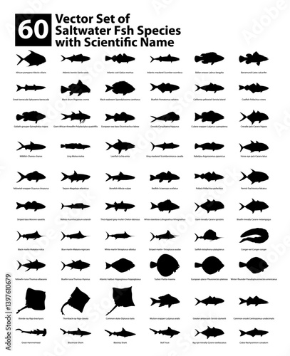 Vector Set of 60 Saltwater Fish Silhouettes with Scientific Names Including Tuna, Barracuda, Mackerel, Grouper, and Shark Species for Educational, Marine Biology, and Seafood Illustration Design.ai