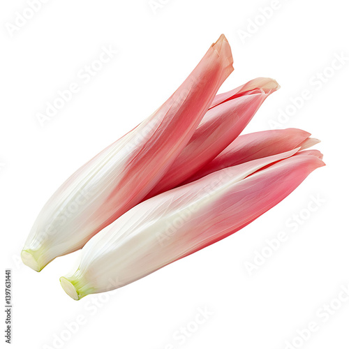  A bundle of pink and white chicory endives is placed diagonally and shown in sharp focus on a clean transparent background with a smooth fresh appearance