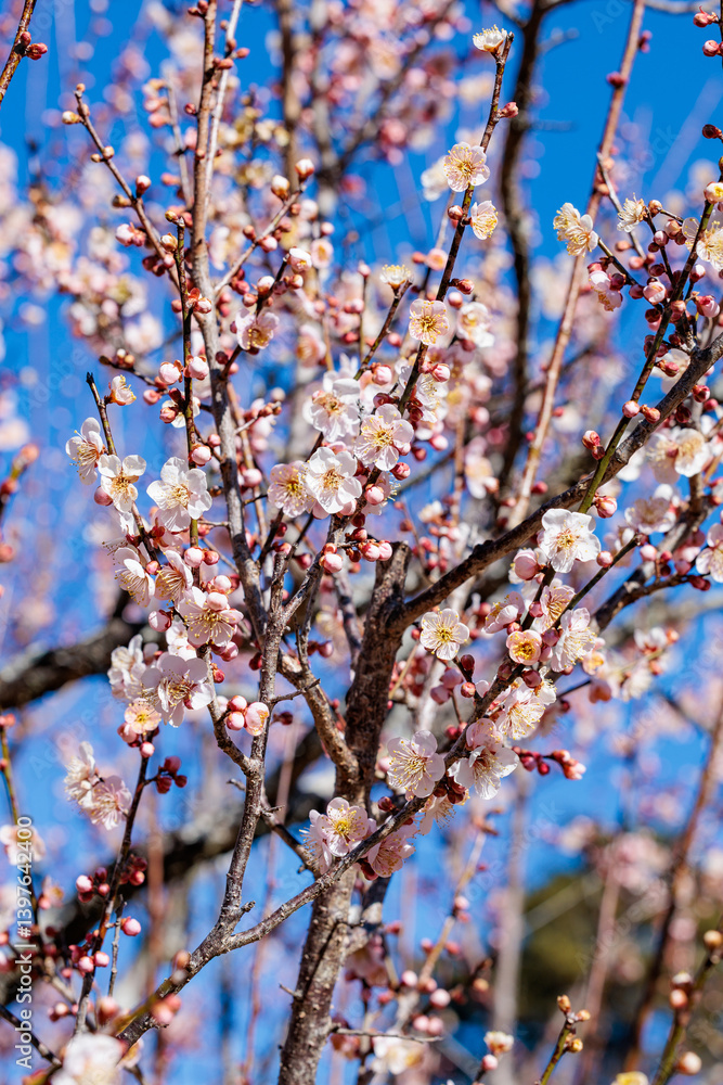 Beautiful Japanese apricot blossoms that bloom in early spring ‘Kotoji’.