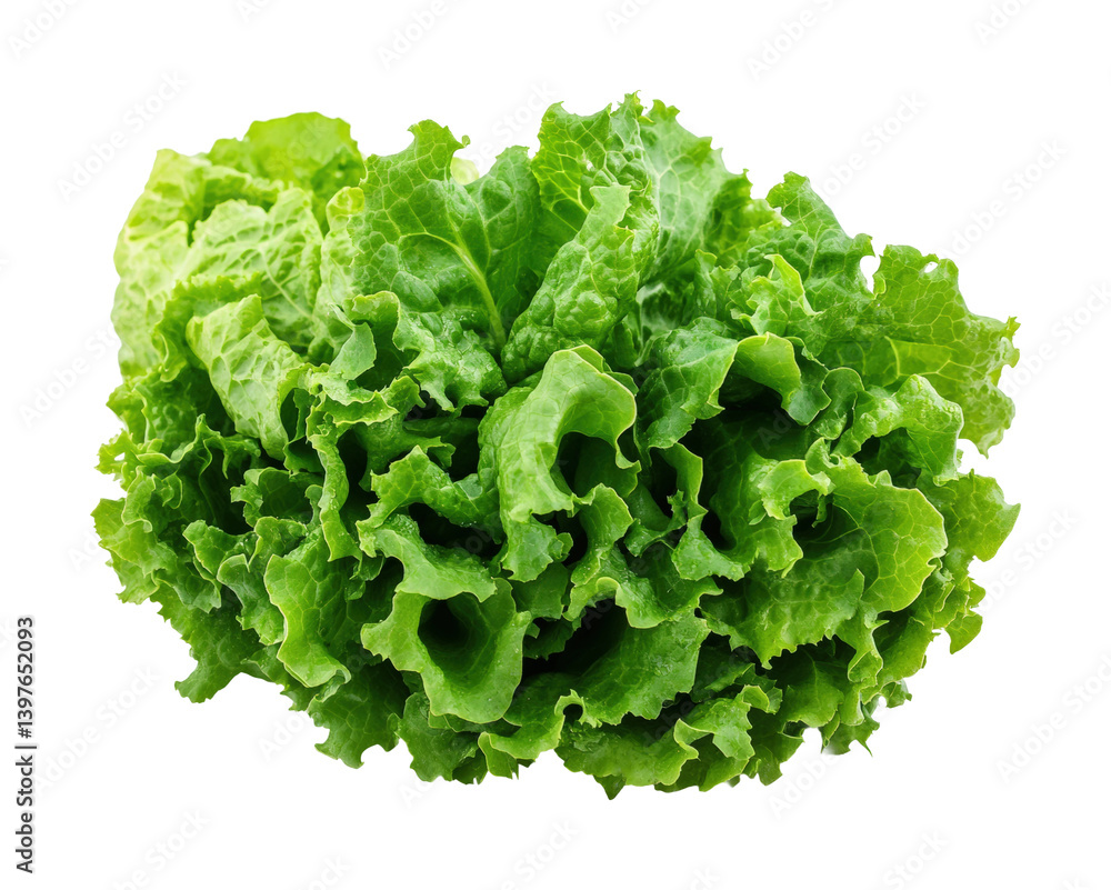 Harvesting fresh lettuce farm field food outdoors isolated on transparent background, png Harvesting fresh lettuce farm field food outdoors isolated on transparent background, png