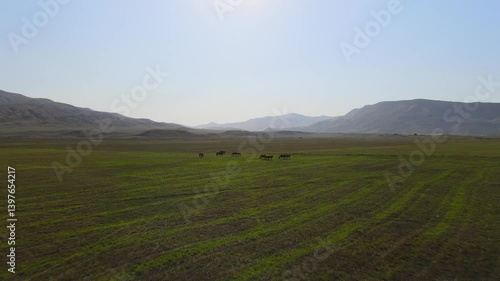 In a serene landscape, horses wander and graze in a lush green field with distant mountains. The sunlight creates a calming atmosphere, showcasing nature's beauty and tranquility.