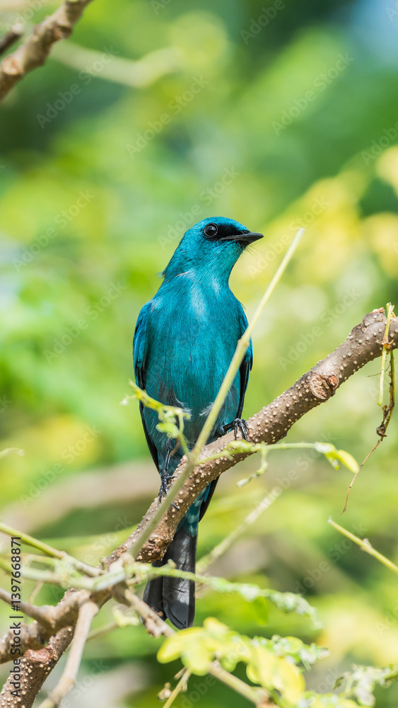 Bird (Verditer Flycatcher) on tree in nature wild Bird (Verditer Flycatcher) on tree in nature wild