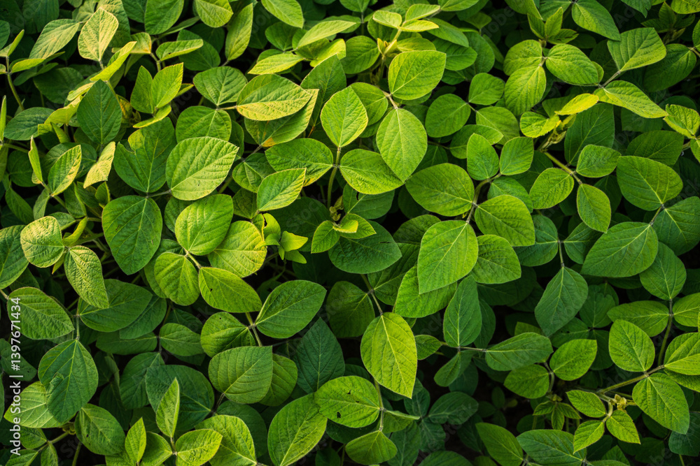 Soybean plants leaves close up on a field. Green soy bean crop plants at agricultural farm field. Vibrant soybean green crops. Top view. Soybean plants leaves close up on a field. Green soy bean crop plants at agricultural farm field. Vibrant soybean green crops. Top view.