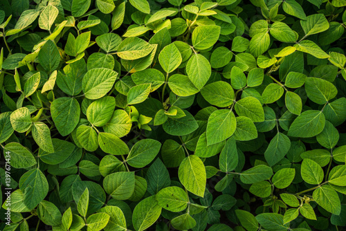 Photos Soybean plants leaves close up on a field