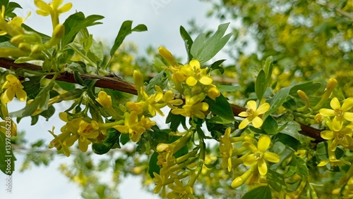 Currant bush blooming with yellow flowers