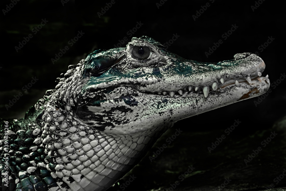 Fototapeta premium Black caiman`s head. 
