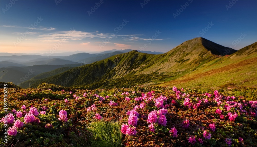 Beautiful flowers blooming North Carolina mountains Beautiful flowers blooming North Carolina mountains