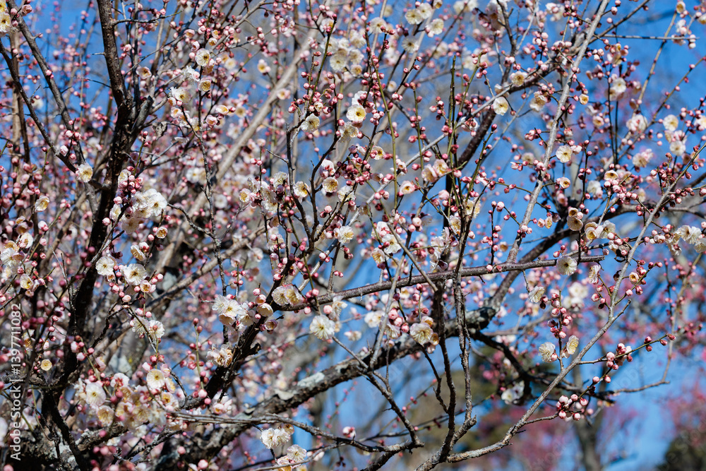 Beautiful Japanese apricot blossoms that bloom in early spring ‘Yamatobotan’. Beautiful Japanese apricot blossoms that bloom in early spring ‘Yamatobotan’.