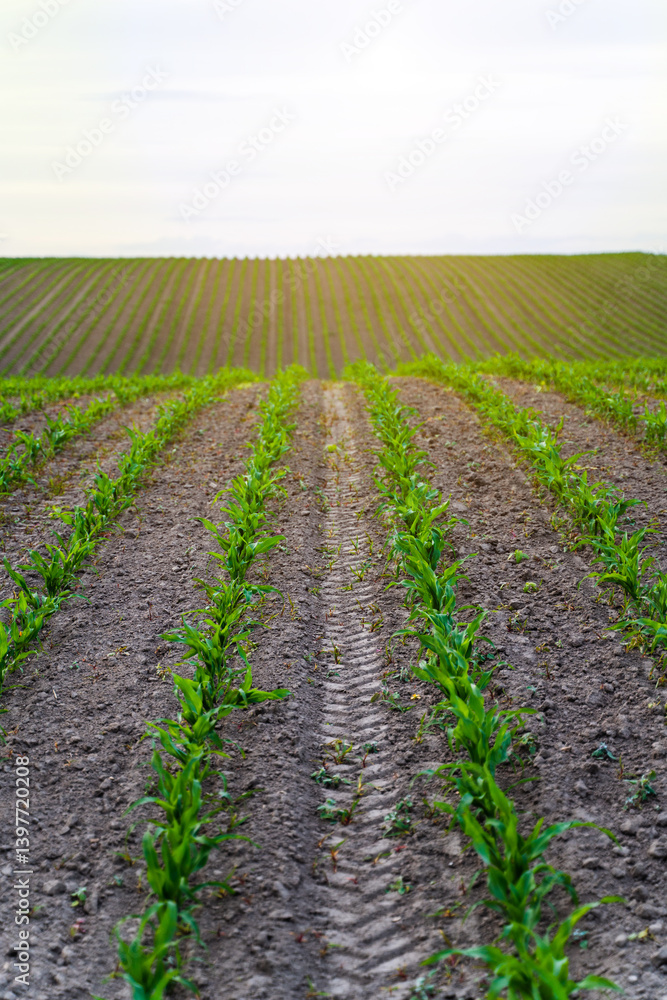 Straight rows of corn seedlings. Sprouts of young corn plants in field against a cloudy sky.
