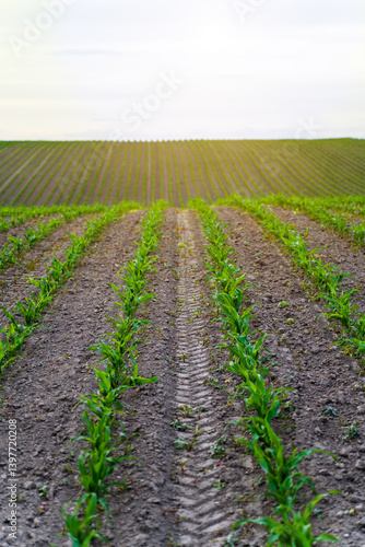 Obraz na płótnie Straight rows of corn seedlings. Sprouts of young corn plants in field against a cloudy sky. w salonie