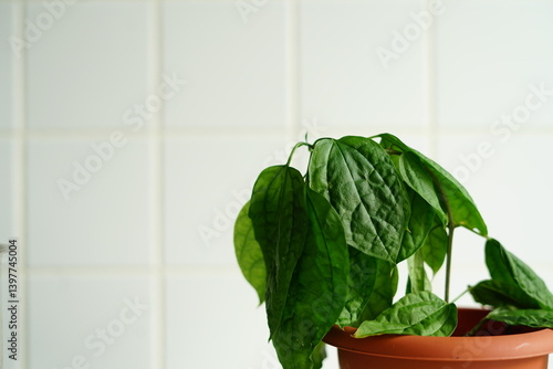 Foto A close-up of a drooping houseplant with dark green wilted leaves in a terracotta flower pot