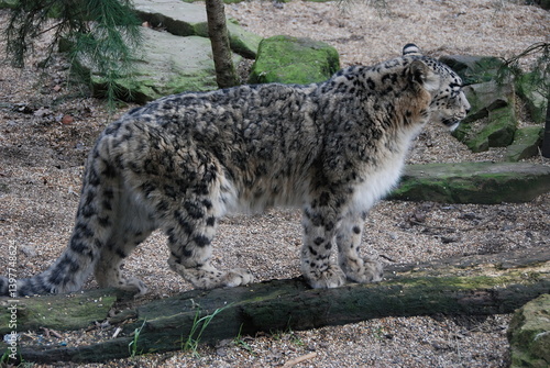 Obraz na płótnie Snow Leopard w salonie