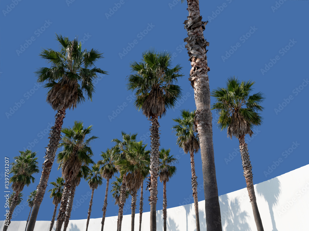 palm trees blue sky