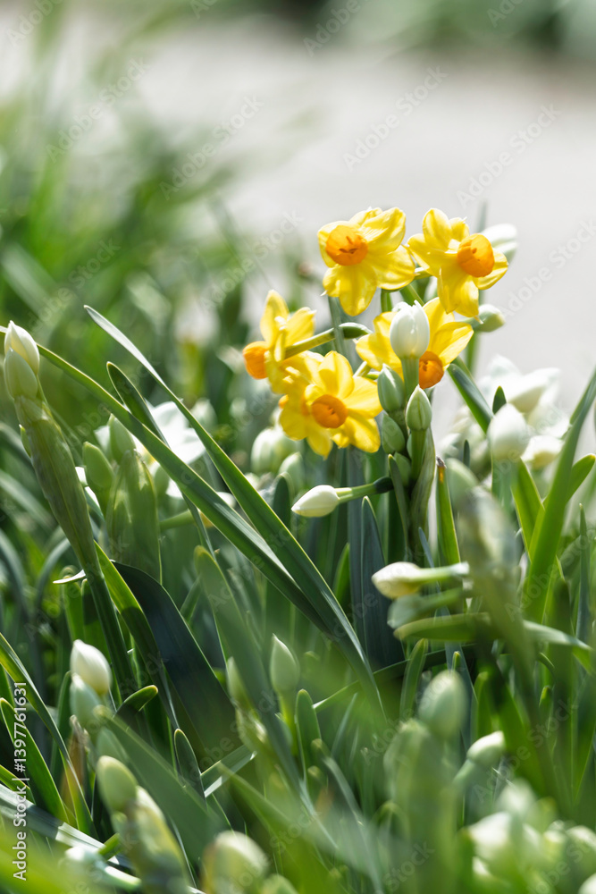 春の公園に咲くスイセンの花
春の公園に咲くスイセンの花