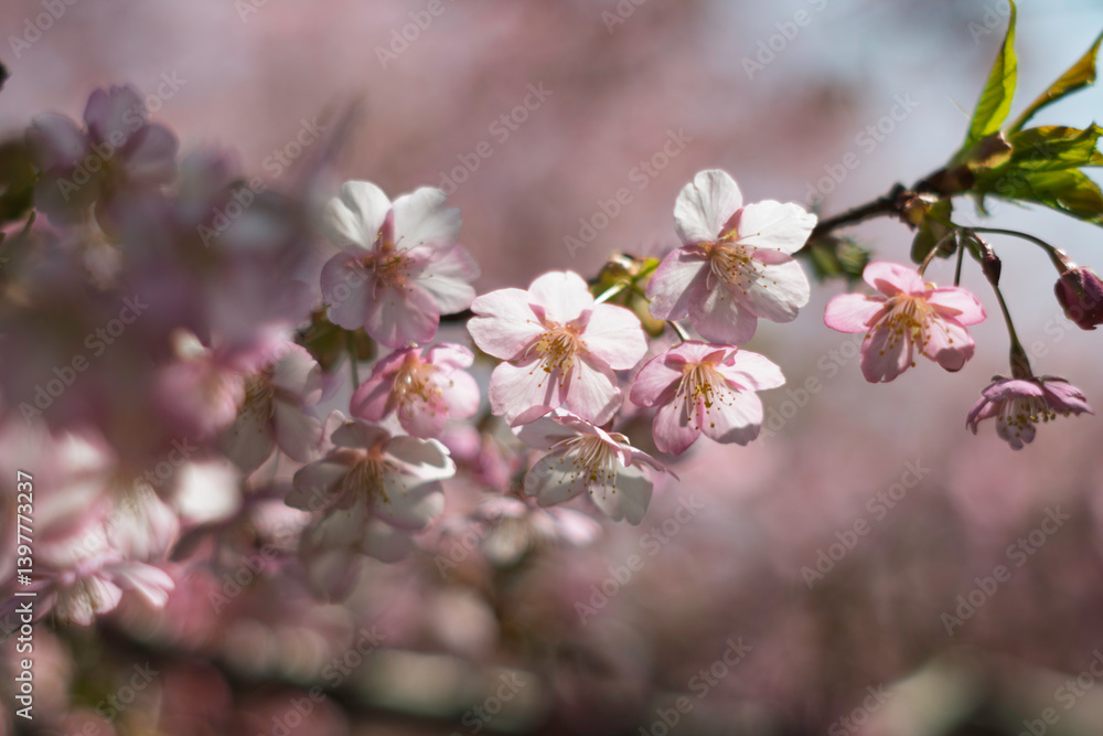 Obraz premium 春の光を浴びる桜 