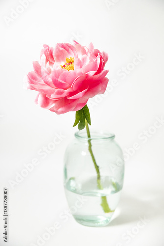 coral pink peony, yellow center. pink hawaiian coral, coral charm, sunset, supreme in a glass vase on white background photo