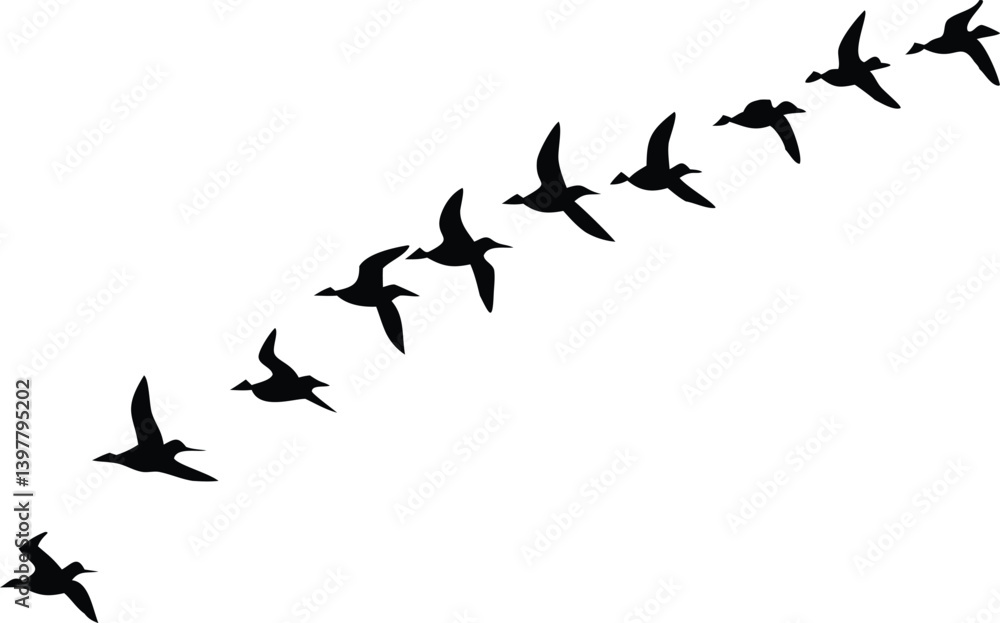 Fototapeta premium Silhouette Birds Flying Formation Isolated on Transparent Background, Bird Migration