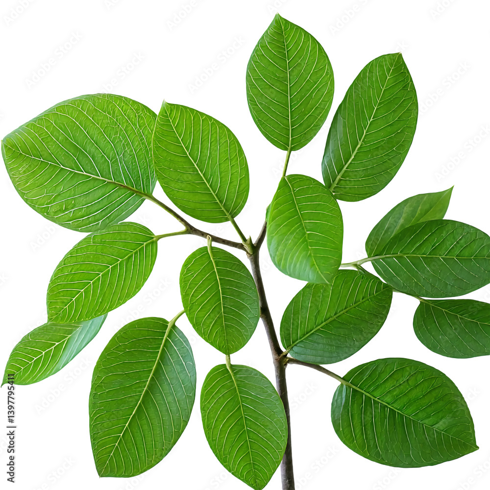 a vibrant, detailed close-up of a branch with lush green leaves and prominent veins against a white background. a vibrant, detailed close-up of a branch with lush green leaves and prominent veins against a white background.