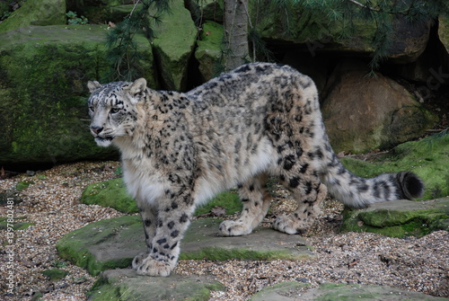 Obraz na płótnie Snow Leopard w salonie