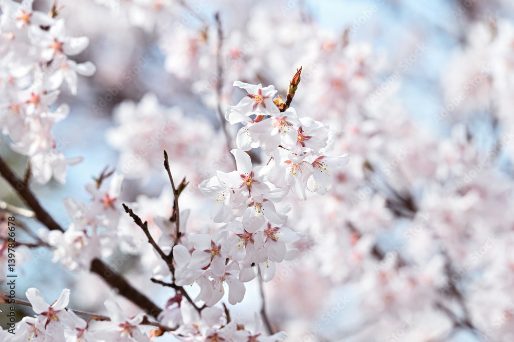 桜 桜