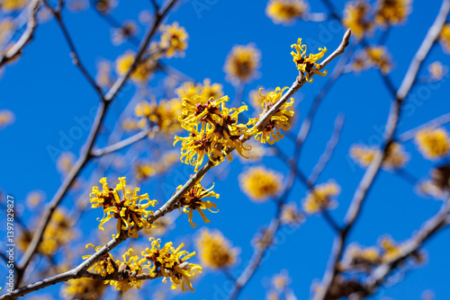 Canvas Print Yellow flowers of Hamamelis mollis bloom in early spring.