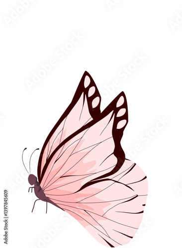 Butterfly Illustration 