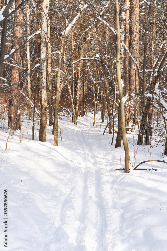 Snowy Forest Trail with Ski Tracks in Winter Woodland Snowy Forest Trail with Ski Tracks in Winter Woodland