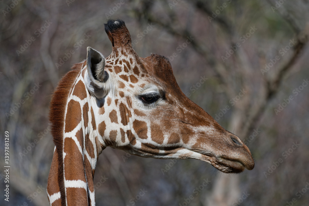 Obraz premium Girafe