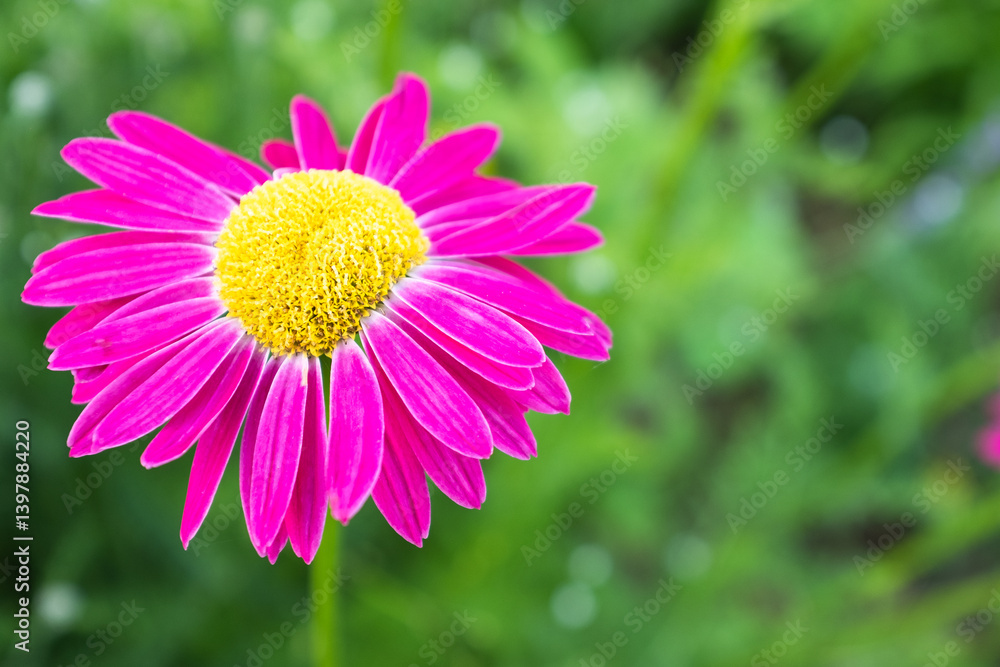 Obraz premium Vibrant Daisy (Tanacetum coccineum) in Full Bloom – Bright Magenta Petals with Yellow Center Flower on a Lush Green Background, Ideal for Pollinator Gardens. High quality photography