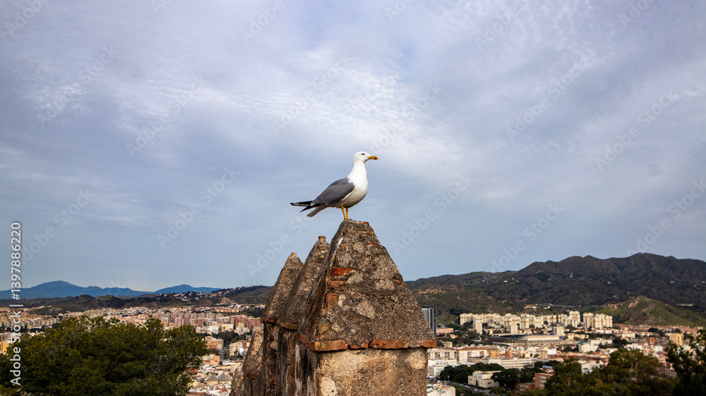 Fototapeta premium seagull on the roof