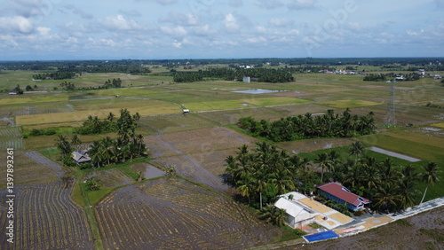 Aerial view of a vast rice field area ready to be harvested