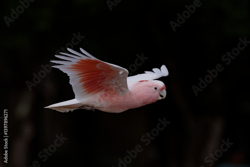 Cacatoès de Leadbeater