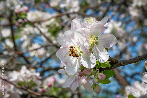 Bee pollinating flowers of an apple tree at springtime.