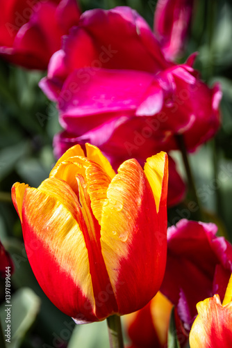 Close-up view of a yellow and red tulip