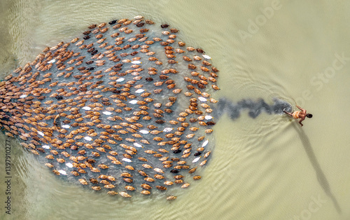 Aerial view of ducks farming in a beautiful rural setting with a flock of ducks on clear water, Ghuridaha, Saghata, Rangpur, Bangladesh.
