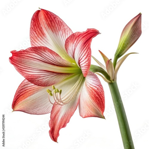 pink lily flower on white background