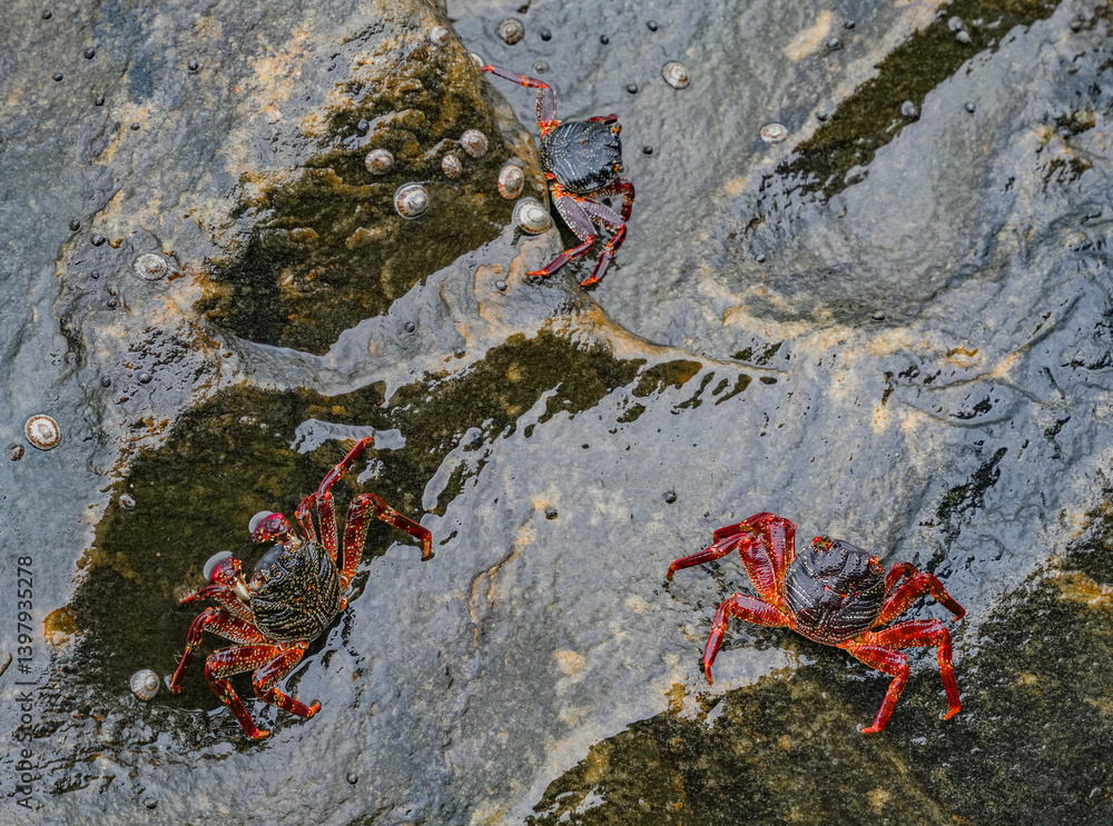 Red crabs on a rock on the Indian Ocean beach, Sri Lanka, Asia